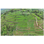 所街乡：干群齐上阵 荒山变茶山