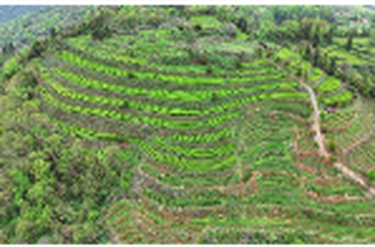 所街乡：干群齐上阵 荒山变茶山