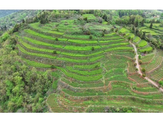 所街乡：干群齐上阵 荒山变茶山