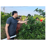 永兴街道：田间培训+智能飞防 筑牢柑橘木虱防控屏障