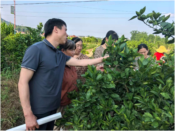 永兴街道：田间培训+智能飞防 筑牢柑橘木虱防控屏障