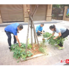 石门城管:清理行道树池“私家菜园”