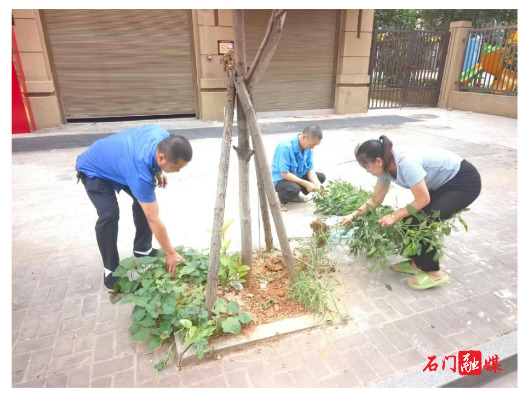 石门城管：清理行道树池“私家菜园”