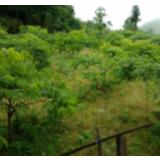 我县新增2家省级林业合作社示范社