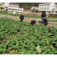 石门：“五项措施”加强油菜越冬培管