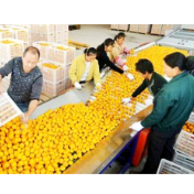 石门推进湘九红优质柑橘现代农业特色产业园建设成效显著