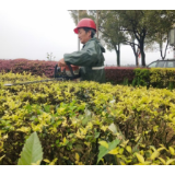 县城管执法局: 春季扮靓好时节,绿化修剪正当时