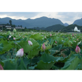 维新镇:党建引领致富路,抢种湘莲助春耕
