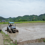 磨市镇：找准抛荒整治发力点