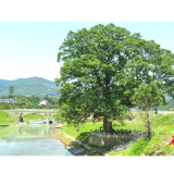 维新镇：千年重阳树，叙述着历史，苍老着岁月