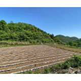 磨市镇：复耕复种！白岩壁村让“抛荒地”变回“淘金田”