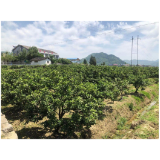 皂市镇：壮大村级集体经济 助推乡村振兴