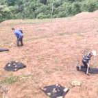 维新镇：给荒野山坡上撒点“调味料”