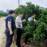 易家渡镇:柑橘重大病虫防控工作 稳步推进