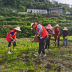 磨市镇：我为群众办实事-播种黄豆， 收获快乐