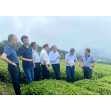 省人大农业与农村委主任委员刘宗林调研石门茶叶产业