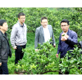 石门县高起点创建全省柑橘品改示范县