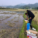 磨市镇：开展“地毯式”福寿螺防治清理行动