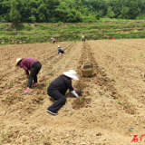 新铺镇大柳树村：辣椒产业助推村级集体经济驶入“快车道”