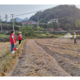 磨市镇：秋播油菜育苗忙