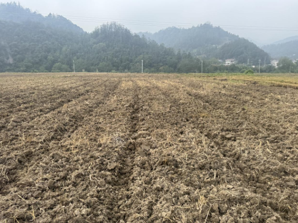太平镇：农技指导精准发力 护航秋冬油菜种植