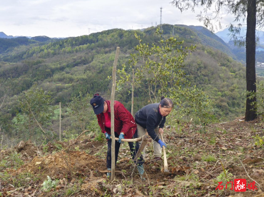 子良镇：开展无患子规模化种植春季植树活动
