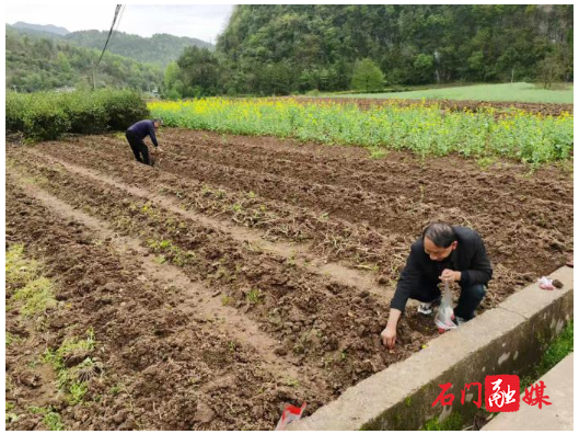 太平镇：大豆玉米复合种植 助力“一地双收”