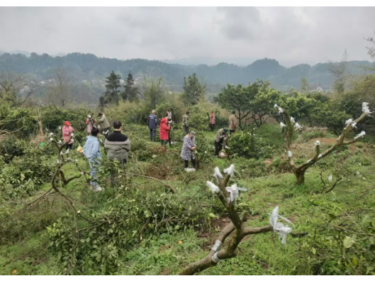 所街乡寨坪村：柑橘高接换头项目启动