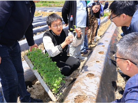 南北镇：抢抓节令忙移栽 技术赋能促丰收