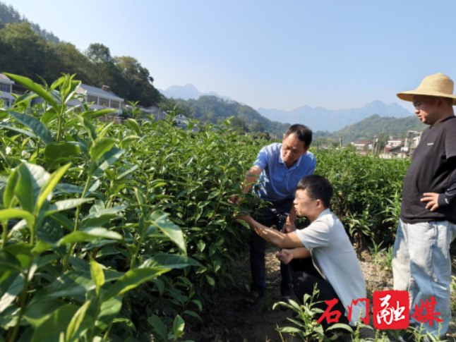 子良镇：田间课堂赋能产业发展 精准培训助力群众增收