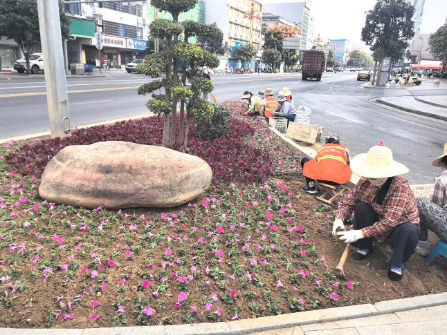 石门城管：开展交通岛花卉更换工作