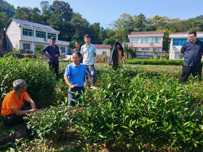 子良镇：开展茶叶台刈技术现场培训