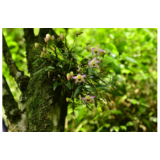 壶瓶山保护区发现湖南省兰科植物新纪录