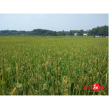 石门绿色大米添“新军”，群众“舌尖”安全更放心