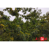 县科技局：心底无私为乡亲 绿水青山结硕果