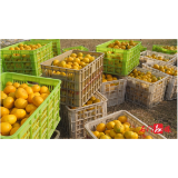 石门：精细管护提品质 优质柑橘销全国