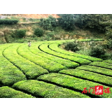 所街乡水南渡社区：抢抓时节忙冬管，助力春茶提质量