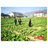 新铺镇：积极开展油菜病虫害调查工作