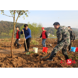为石门添点“绿” 县“五大家”领导参加春季义务植树活动