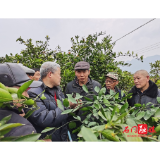 县农业农村局：橘园春来早，人勤培管忙