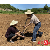 【我为群众办实事】县农业农村局：石门落实田间试验，探索种地“减肥”之路