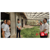 【我为群众办实事】罗坪乡：入企闻茶香 助农富兴乡