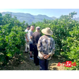 皂市镇:科学培管,对砂皮病说“不”