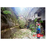 县城管执法局:绿化抢险排危保安全