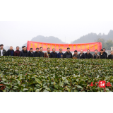 石门银峰系列“太青茶”启动设备智能化自主改造