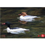 最新数据！石门县中华秋沙鸭数量增至140余只