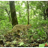 壶瓶山：珍稀野生动物频频“上镜”