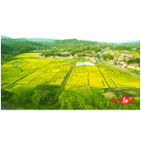 三圣乡两河村：“稻油轮作”盘活村级集体经济