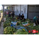 太平镇：志愿服务进行时