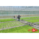 磨市镇：满犁膏雨趁春耕，育苗栽种正当时